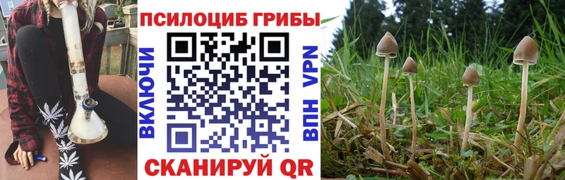 где продают   дарк нет как зайти  Псилоцибиновые грибы Cubensis  Сельцо 